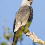 Milan du Mississippi. Famille des Accipitridés. Ordre : Accipitriformes