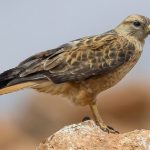 Poiana codabianca; Atlas Long-legged Buzzard; Buteo rufinus cirt