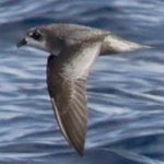 Pétrel maculé. Famille des Procellariidés. Ordre : Procellariiformes